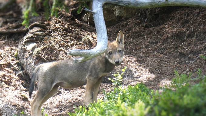 Wölfe in Graubünden vermehren sich weiter: sechstes Rudel bestätigt