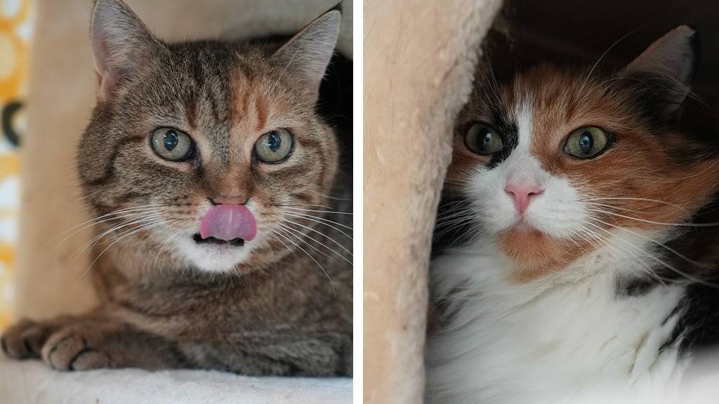 Stormy & Tsunami
