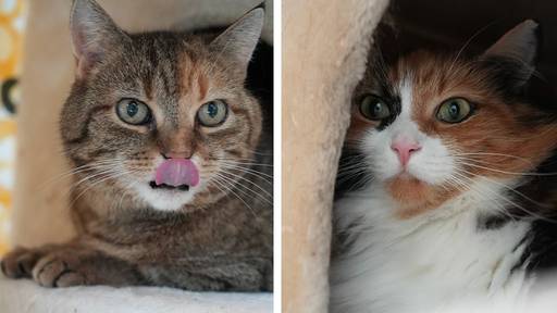 Stormy & Tsunami