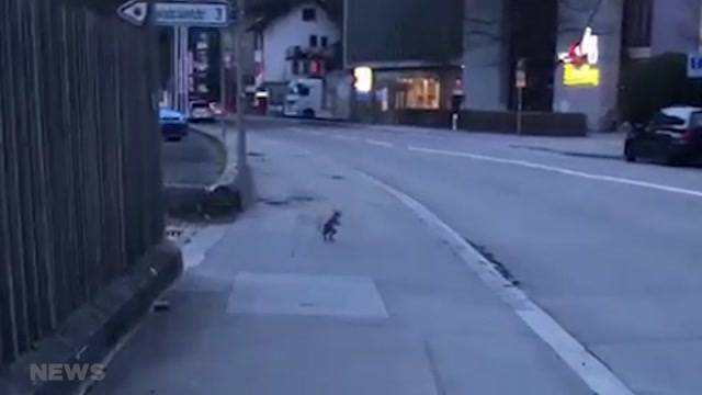 Mysteriöser Tierbesuch in Bern: Was ist es?