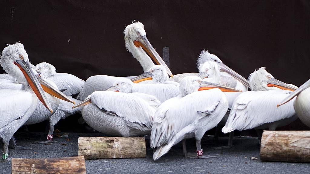 Immer wieder müssen Pelikane vor der Vogelgrippe geschützt werden.