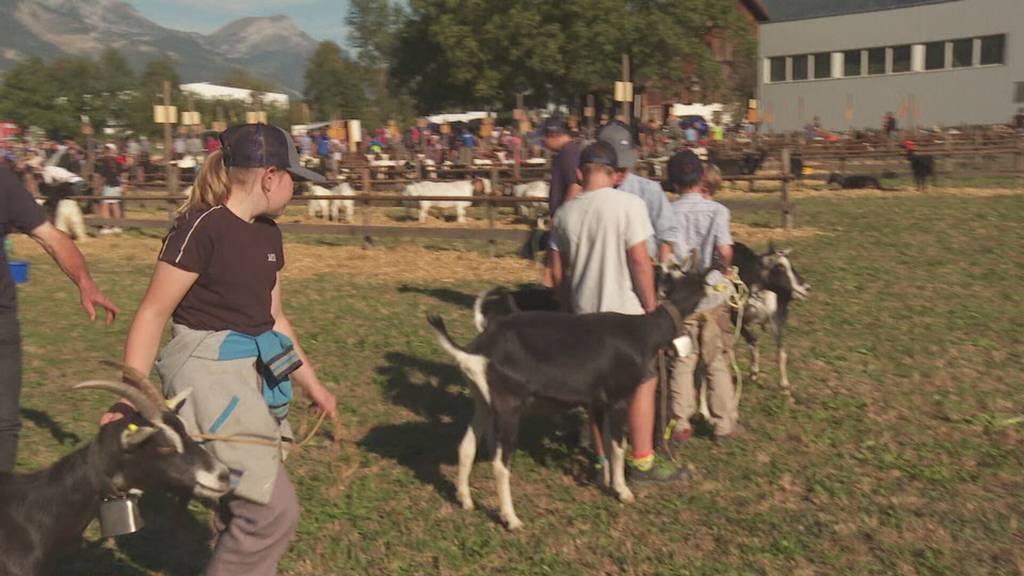 Grosses Interesse an Urner Kleinviehausstellung