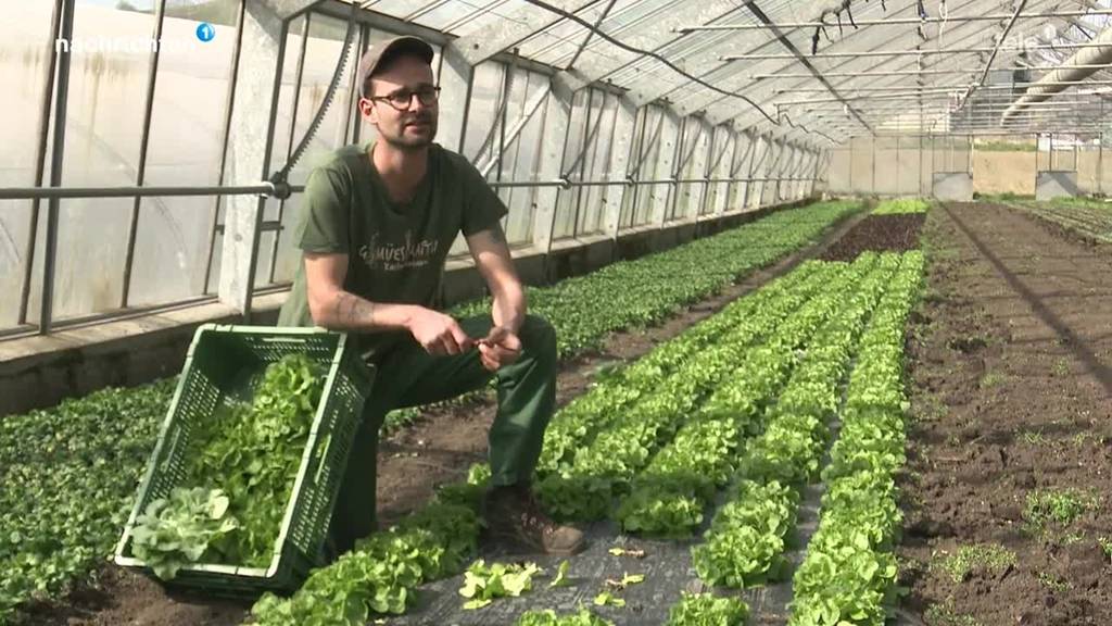 Gemüsebauern müssen im Frühling wässern