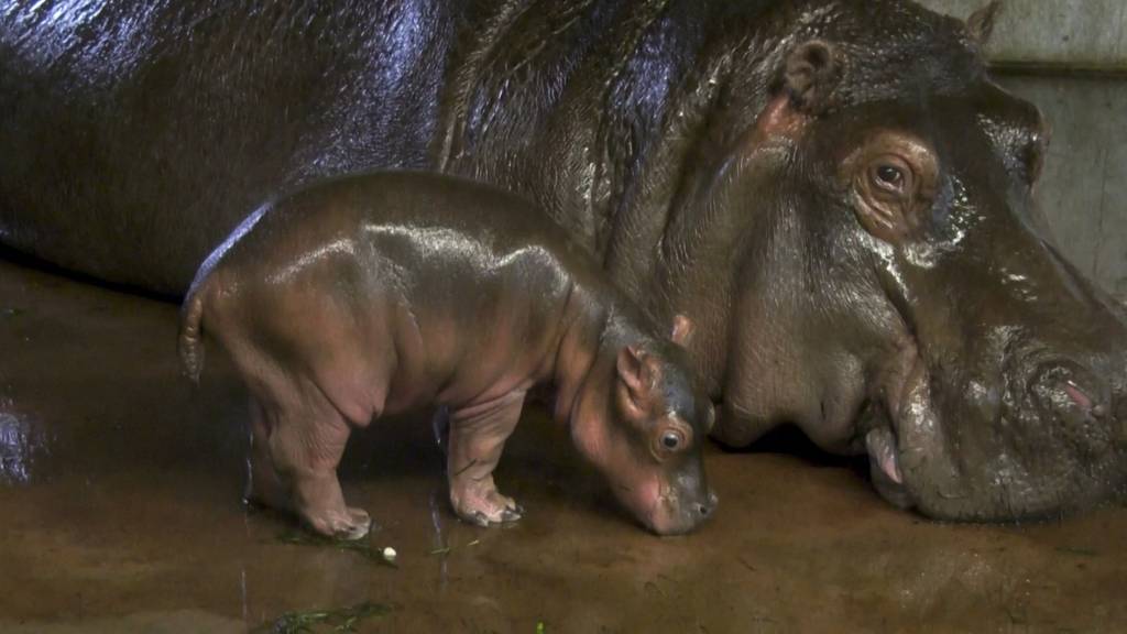 Zoo Berlin freut sich über herziges Nilpferd-Baby