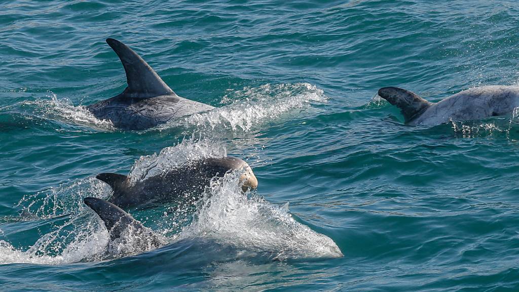 Weit geöffnete Delfin-Schnauze signalisiert Spielverhalten