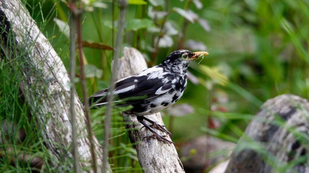 Vögel mit weissen Flecken sind eine Laune der Natur. Farbanomalien kommen weltweit und bei vielen Vogelarten vor, vor allem die schwarz gefärbten Arten fallen auf. (Archivbild)