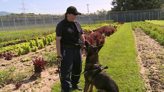 Dieser Hund kann Handys erschnüffeln