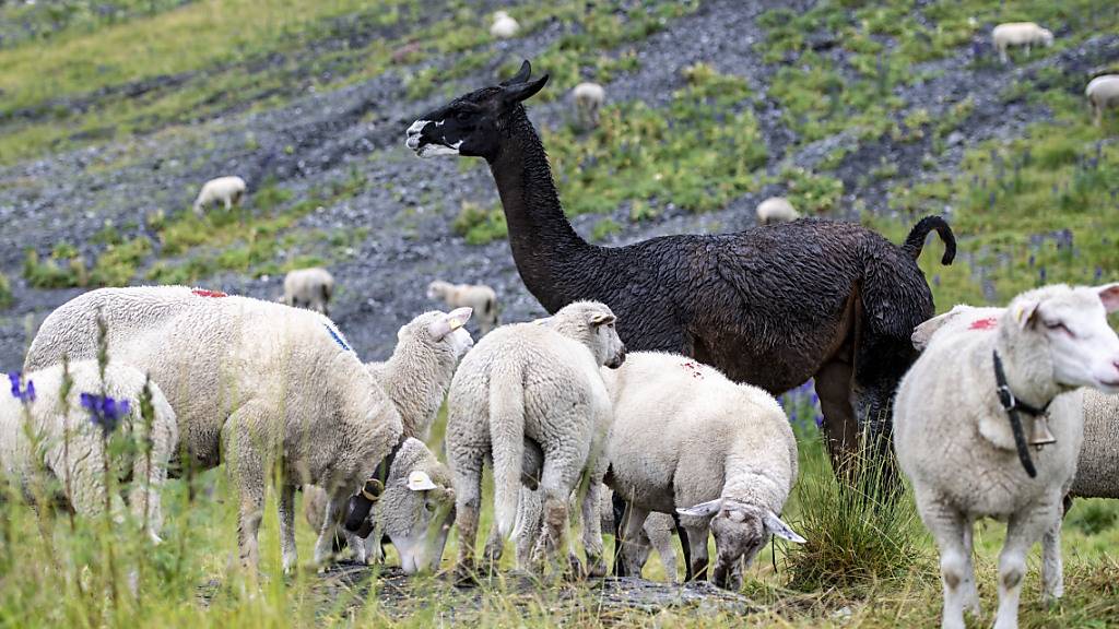 Ein Lama bewacht eine Schafherde im Kanton Uri: Ein Jäger im Muotathal verwechselte ein Lama mit einem Hirsch und erschoss das Schutztier versehentlich. Er ist sein Jagdpatent los. (Themenbild)