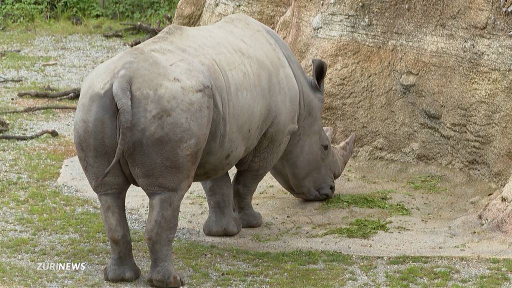 Erhaltungsprogramm: Nashornbulle Kimba darf bald im Zoo Zürich für Nachwuchs sorgen