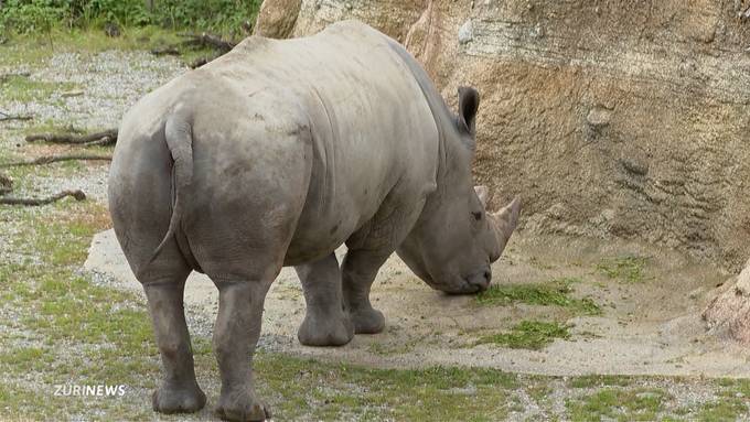 Erhaltungsprogramm: Nashornbulle Kimba darf bald im Zoo Zürich für Nachwuchs sorgen