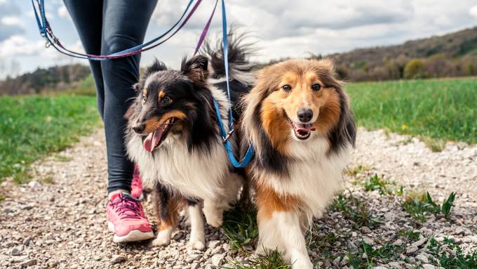 Hundebesitzer zahlen bald mehr Steuern