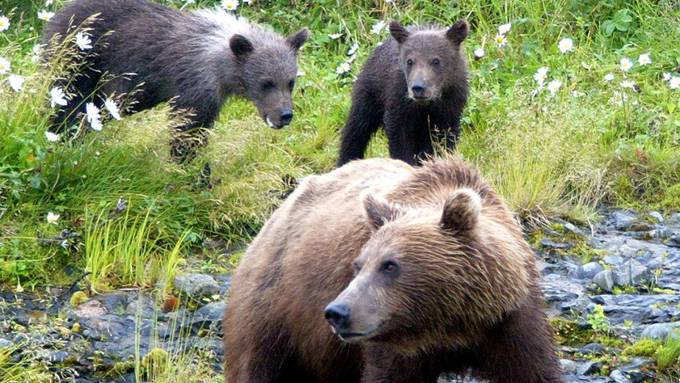 Braunbären schützen sich mit Jungen gegen Jäger