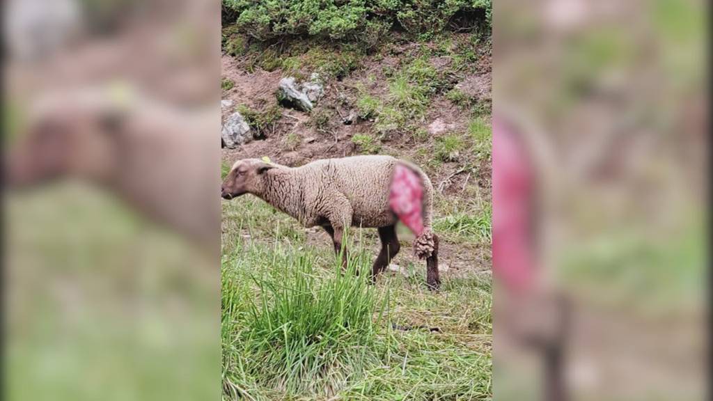 Antrag eingereicht: Kanton St.Gallen will Wolfswelpen am Gamserrugg abschiessen