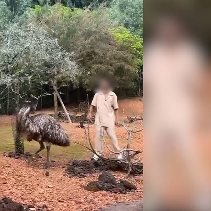 Mann steigt im Zoo Zürich in Emu-Gehege