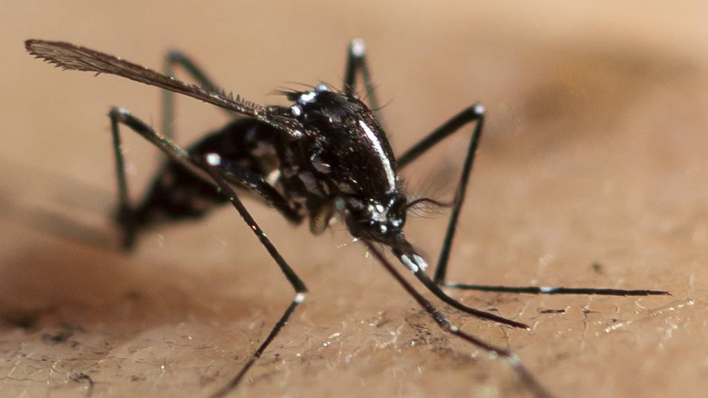Forschungsteam lässt 10'000 sterile männliche Tigermücken im Tessin frei