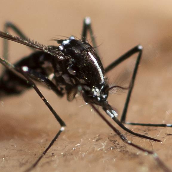 Forschungsteam lässt 10'000 sterile männliche Tigermücken im Tessin frei