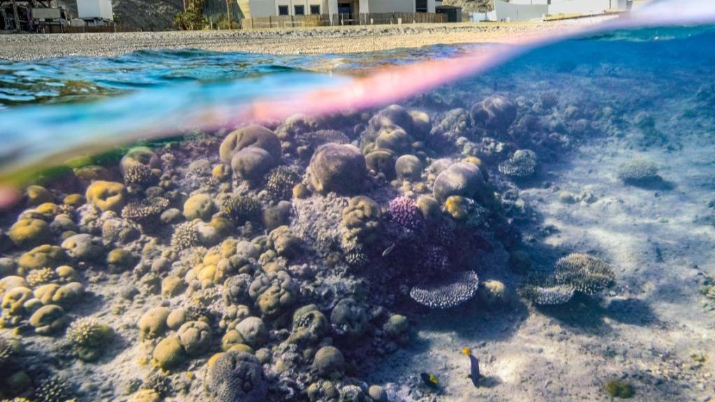 Korallen aus Rotem Meer bestehen Hitze-Test
