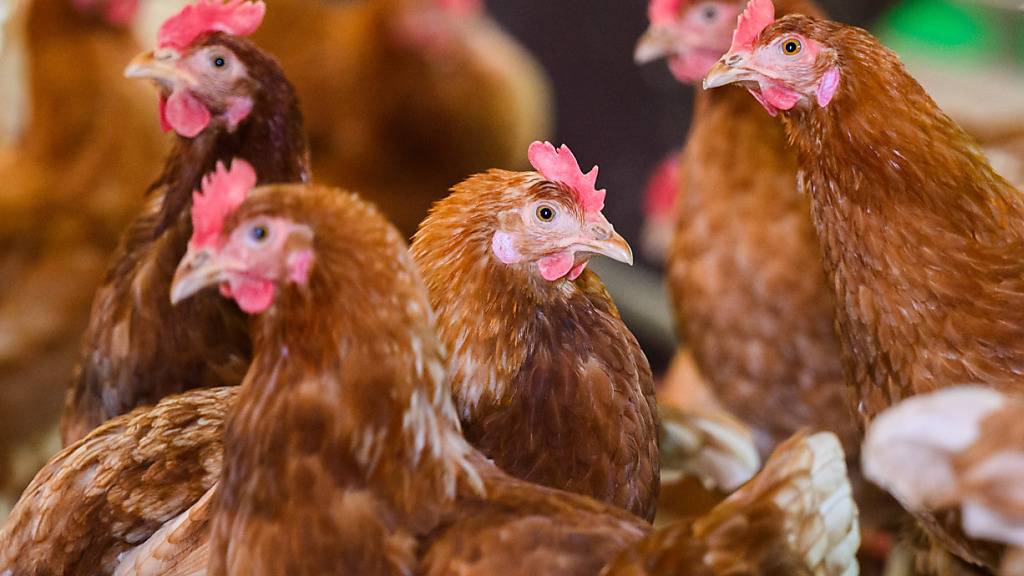 Nach einem Ausbruch der Vogelgrippe in Japan müssen rund 50'000 Hühner gekeult werden. (Symbolbild)