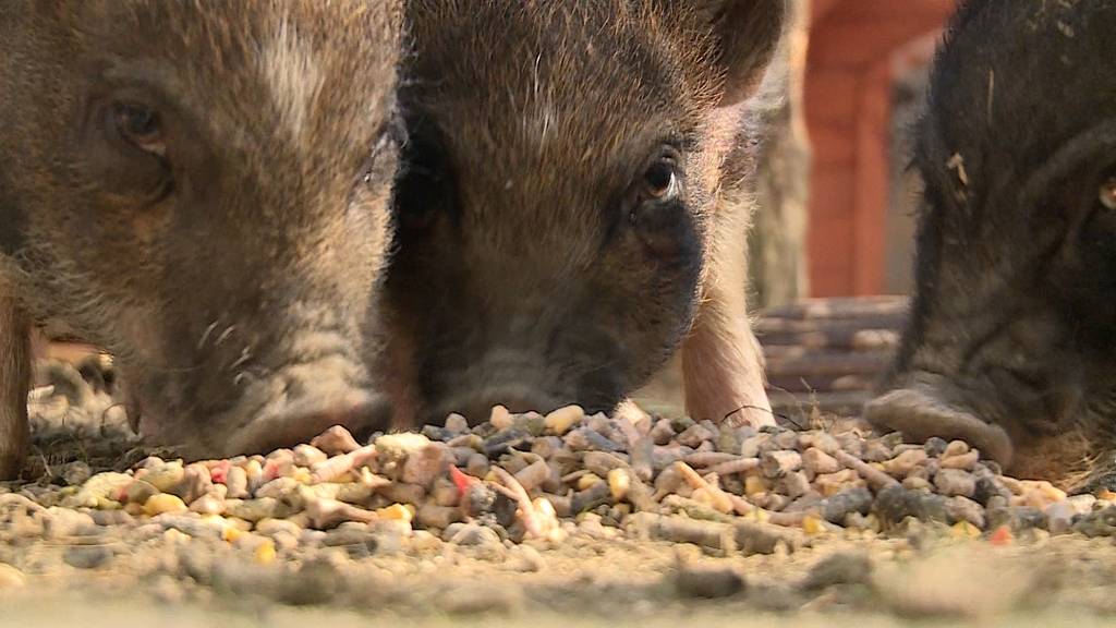 Mini-Pigs vor Metzger gerettet: Jetzt haben sie keinen Platz mehr!