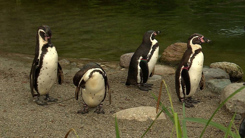 Tierischer Nachwuchs im Zoo Zürich