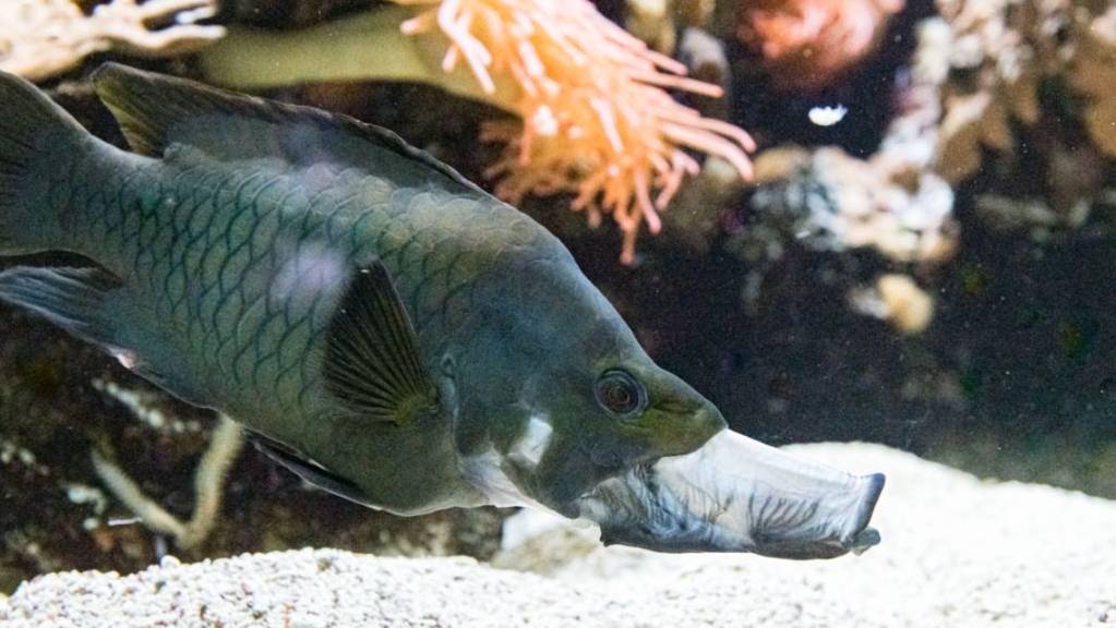 Dieser Fisch hat eine grosse Klappe: Der Stülpmaullippfisch bereichert den Fischbestand im Vivarium des Basler Zollis.