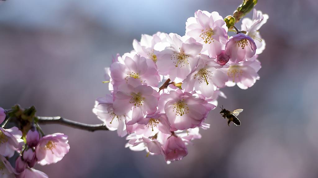 Im Mai blühen Obstbäume und Wiesen im Schweizer Mittelland. Wegen der schlechten Witterung im Mai 2019 konnten die Bienen jedoch nicht genug Nektar sammeln. (Archivbild)