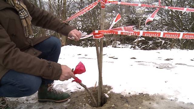 Biber macht Spazierwege einsturzgefährdet