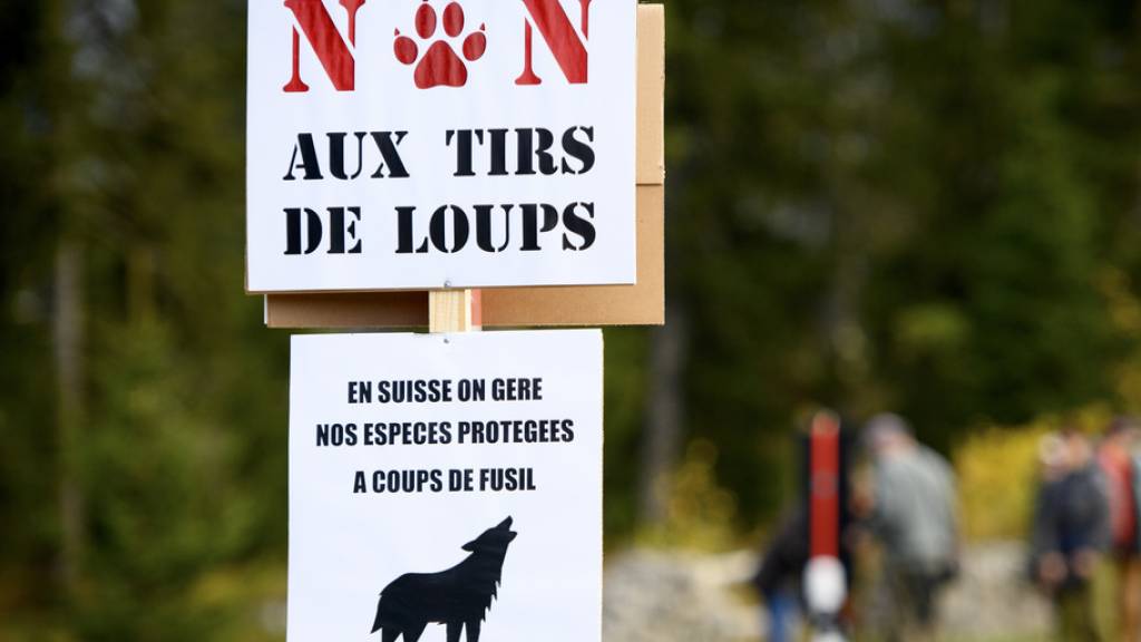 Anfang Oktober demonstrierten rund 150 Wolfsschützerinnen und Wolfsschützer auf dem Marchairuz-Pass im Waadtländer Jura. Sie forderten den Kanton Waadt auf, die Abschussbewilligung für zwei Jungwölfe aus dem Marchairuz-Rudel aufzuheben oder ein Moratorium zu verhängen. (Archivbild)