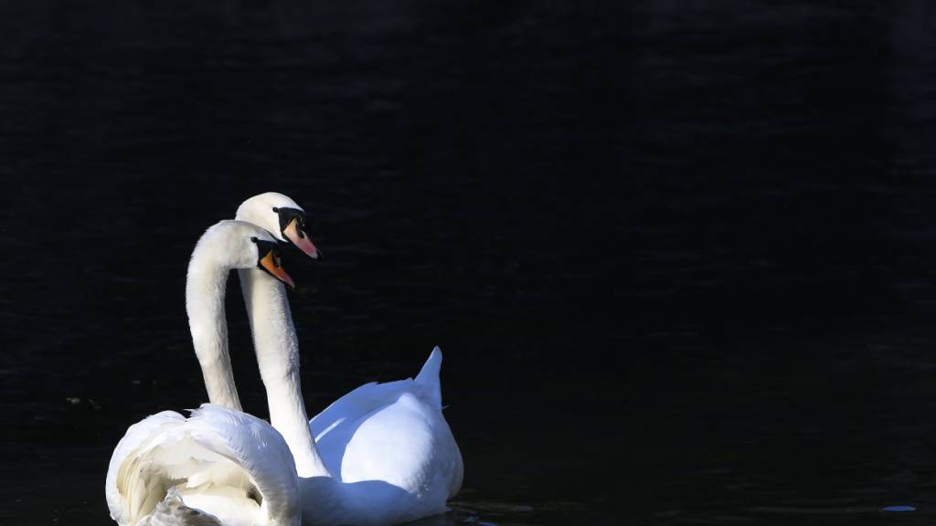 Auch Schwäne sind von der seit diesem Herbst wieder vermehrt beobachteten Vogelgrippe betroffen. (Archivbild)