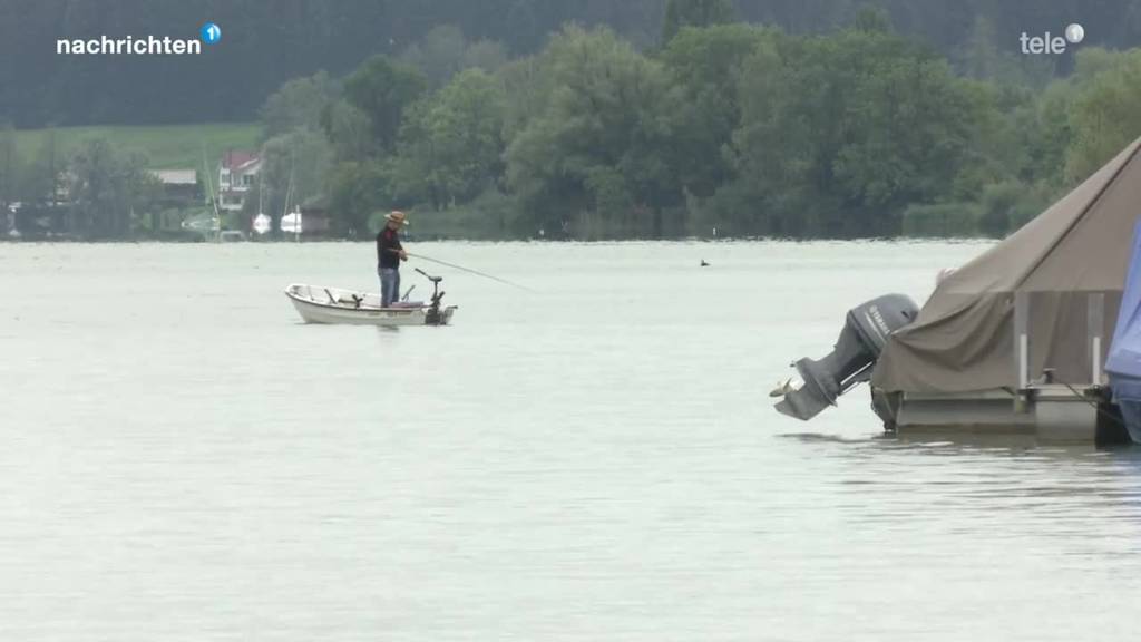 Immer mehr Welse in Zentralschweizer Seen