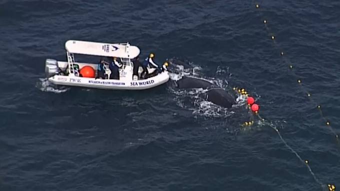 Befreiungsaktion: Wal mit Kalb in Netz verheddert