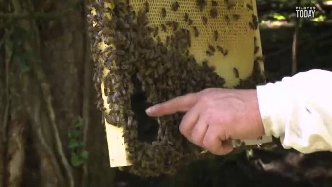 Ein Forschungsprojekt für das Wohl der Bienen
