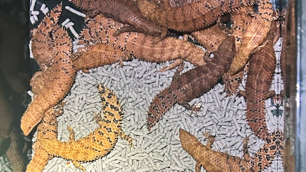 HANDOUT - Ein Bild der Polizei von New South Wales zeigt australische Reptilien, die von der dortigen Polizei beschlagnahmt wurden. Foto: -/NSW POLICE via AAP/dpa