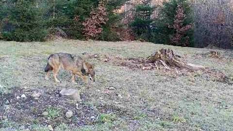 Ein Wolf tappt in der Schweiz in eine Fotofalle. (Symbolbild)