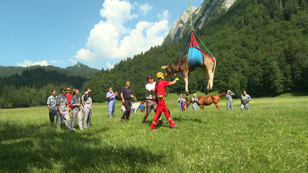 Tierischer Rettungskurs