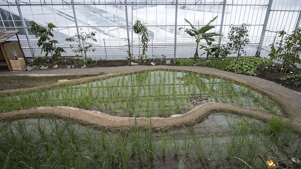 Reisanbau in verschneiter Umgebung: Das Tropenhaus in Wolhusen hat Terrassen gebaut, um darin den nachhaltigen Reisanbau zu proben.