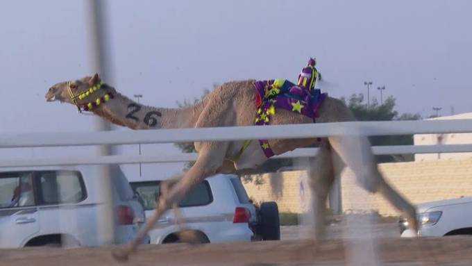 Darum fahren bei Kamelrennen in Katar SUVs mit