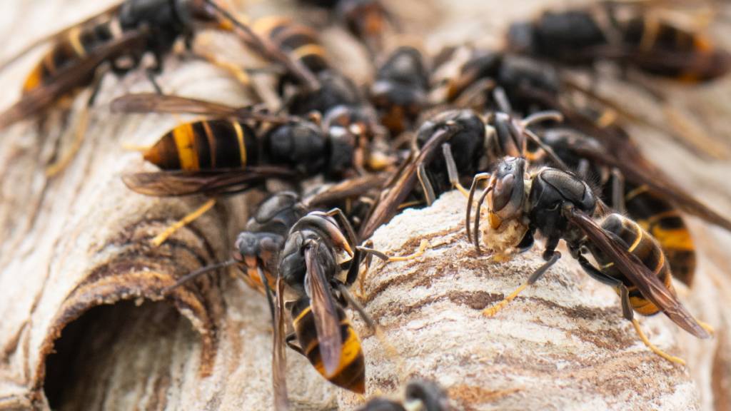 Asiatische Hornisse ist in Winterthur angekommen