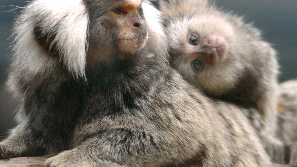 Hör gut zu! Weissbüscheläffchen lernen ihre Laute auf ähnliche Weise wie Menschenbabys. Auch bei ihnen wirkt sich sehr frühe Kommunikation positiv aus. (Archivbild)