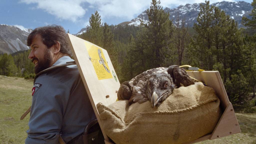 Im Juni 1992 wurde im Schweizer Nationalpark in Graubünden ein Bartgeier ausgesetzt. (Archivbild)