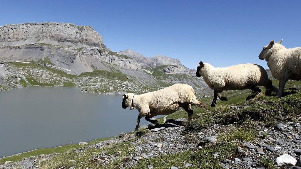 Die Schafherden im Wallis sollen mit Hirten, Schutzhunde, elektrischen Zäunen und Nachtpferchen besser vor dem Wolf geschützt werden. (Archivbild)