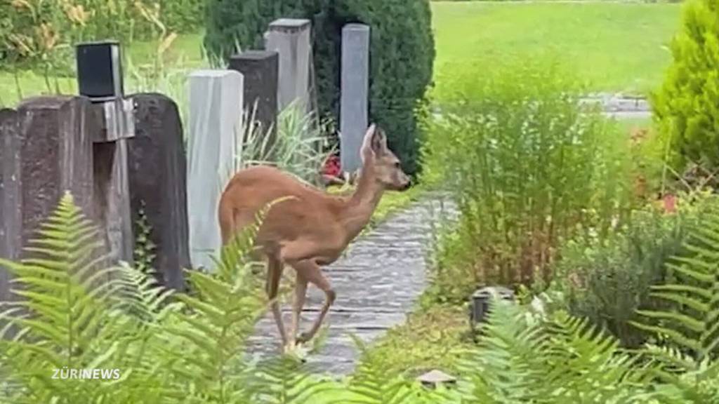 Rehe verursachen Chaos auf Winterthurer Friedhof