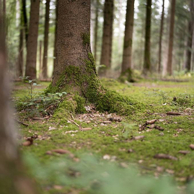 Weniger Gebühren für Übertragung von Solothurner Waldparzellen