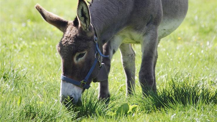 Vier Von Funf Eseln Sind Zu Schwer Warum Sich Die Tiere Auf Unseren Wiesen Krank Fressen Wissen rgauer Zeitung