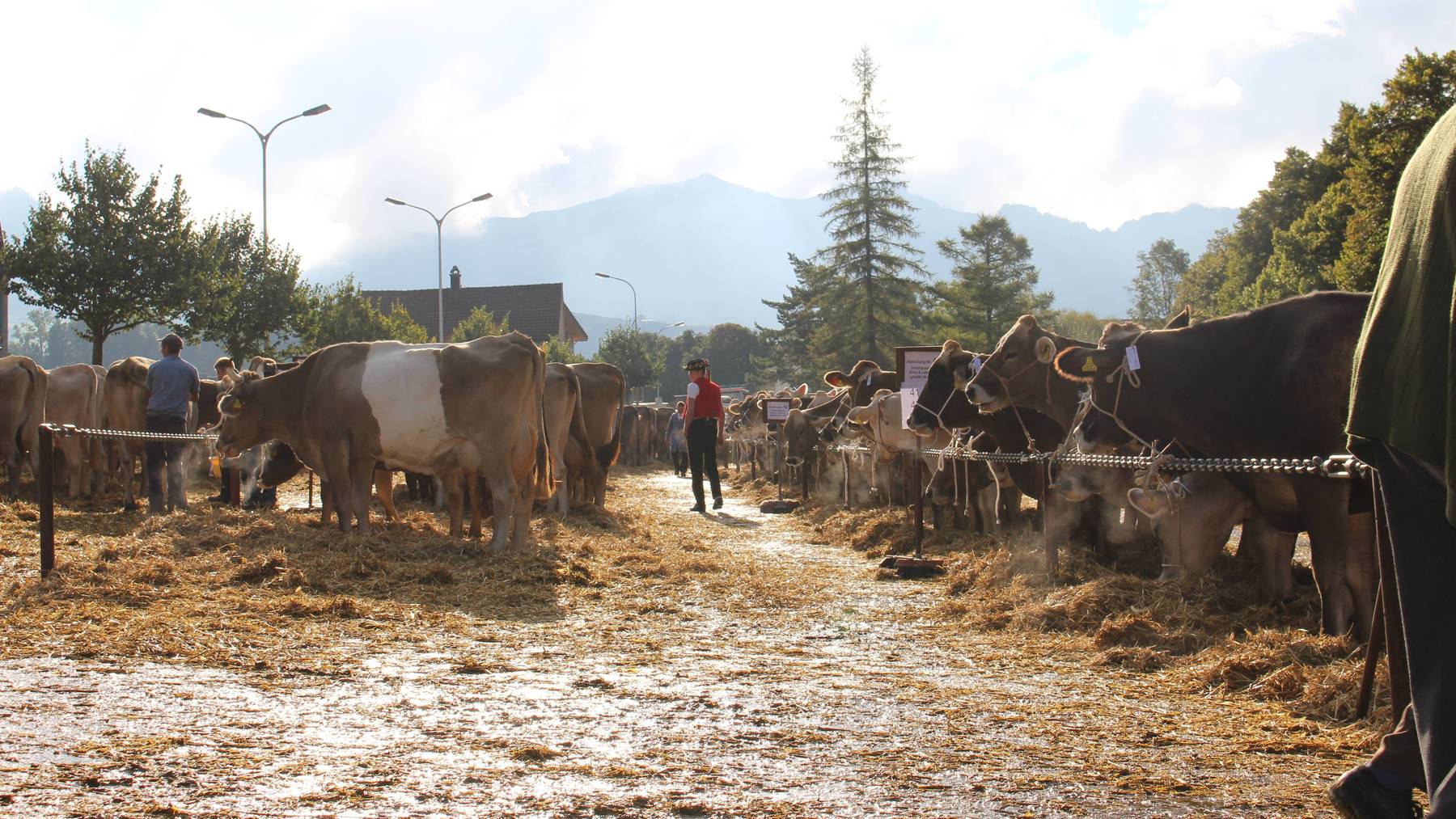 Für die Viehschau in Appenzell werden diverse Strassen gesperrt. (Archiv)
