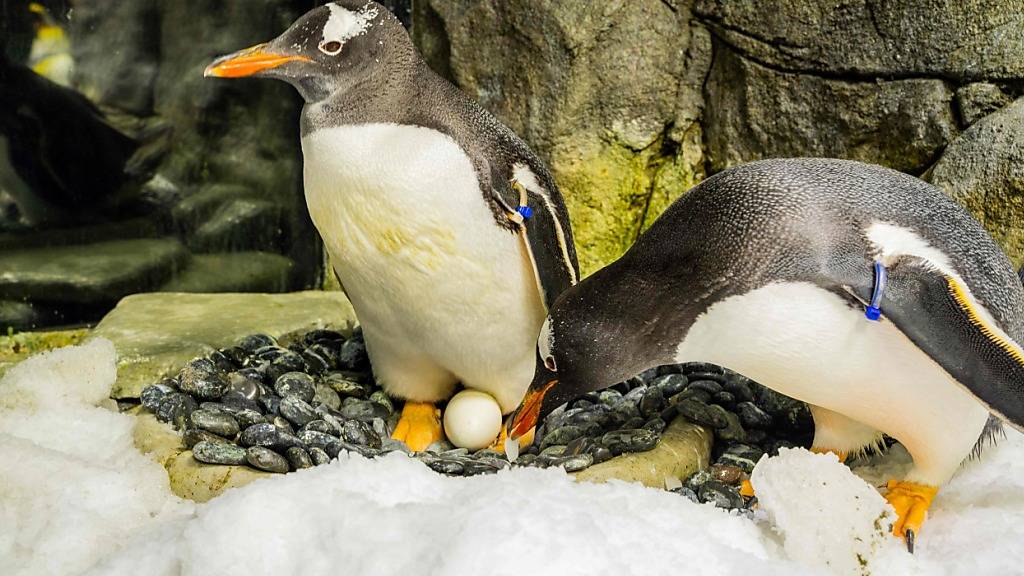 Weltweite Trauer um berühmten homosexuellen Pinguin in Sydney