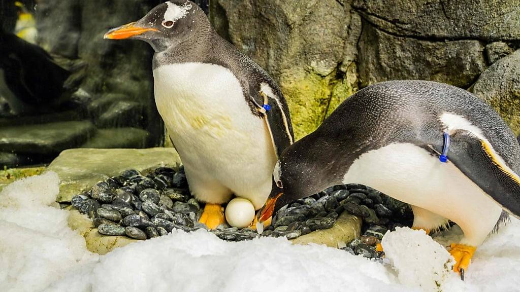 Sphen (links) und sein Partner Magic (rechts) waren laut dem Sea Life Aquarium in Sydney sechs Jahre lang ein treues Paar und adoptierten zwei Küken. (Archivbild)