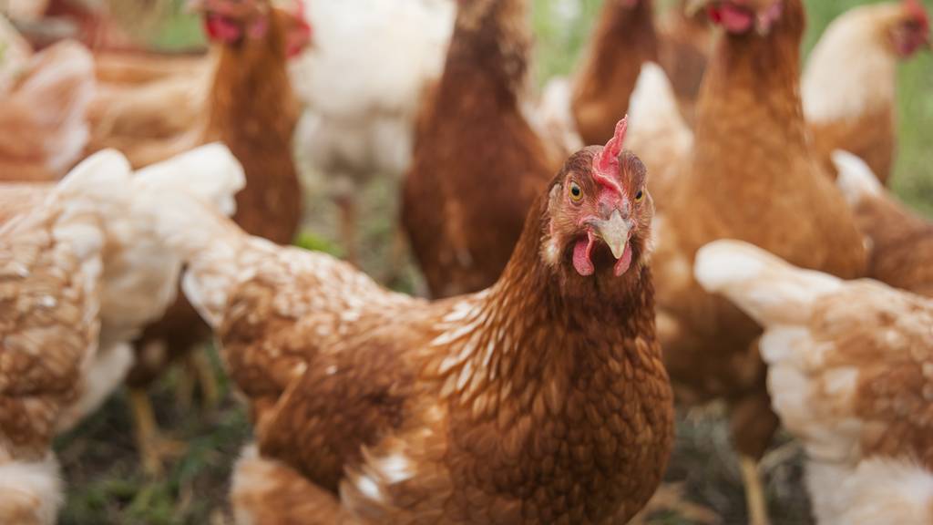 Für die Umwelt: Hühner und Schweine sollen wieder Tiermehl essen