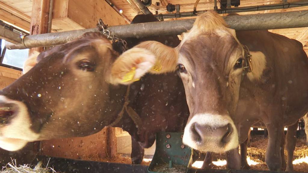 Skurriles Angebot: In Appenzell Innerrhoden kann man Kühe mieten und das läuft richtig gut