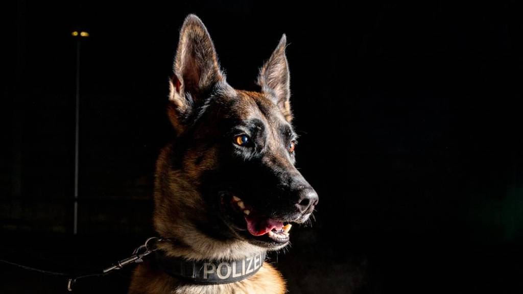 Polizeihund Iaro